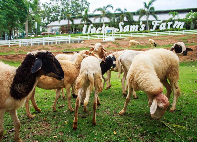 Brookside Valley Resort Hotel in Rayong: Uncle Sam’s Farm